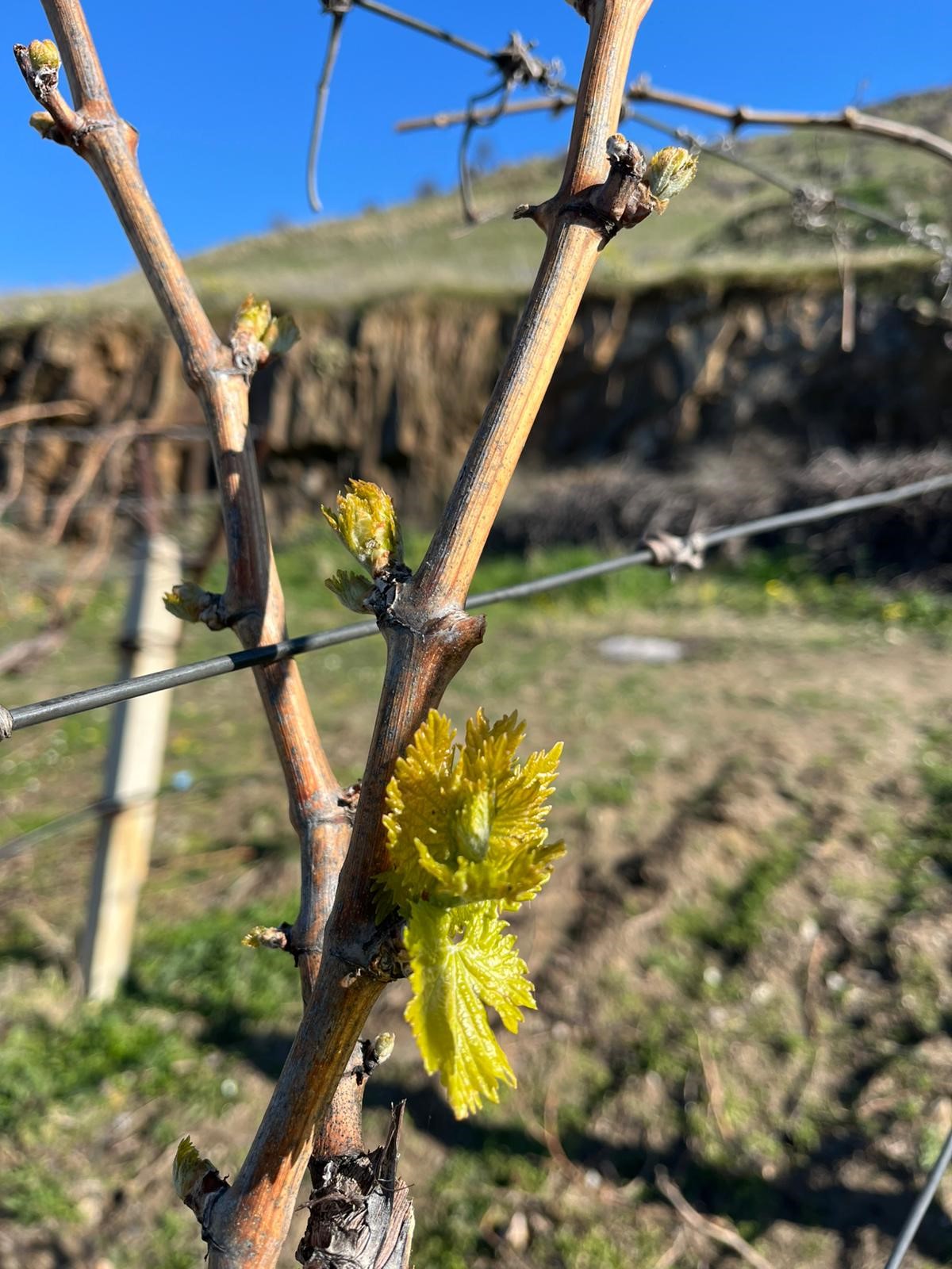 Bağlarda Erken Uyanış Korkutuyor (3)
