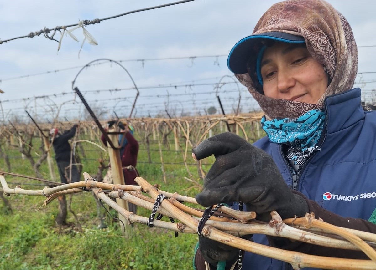 Bağlarda Hummalı Çalışma (2)