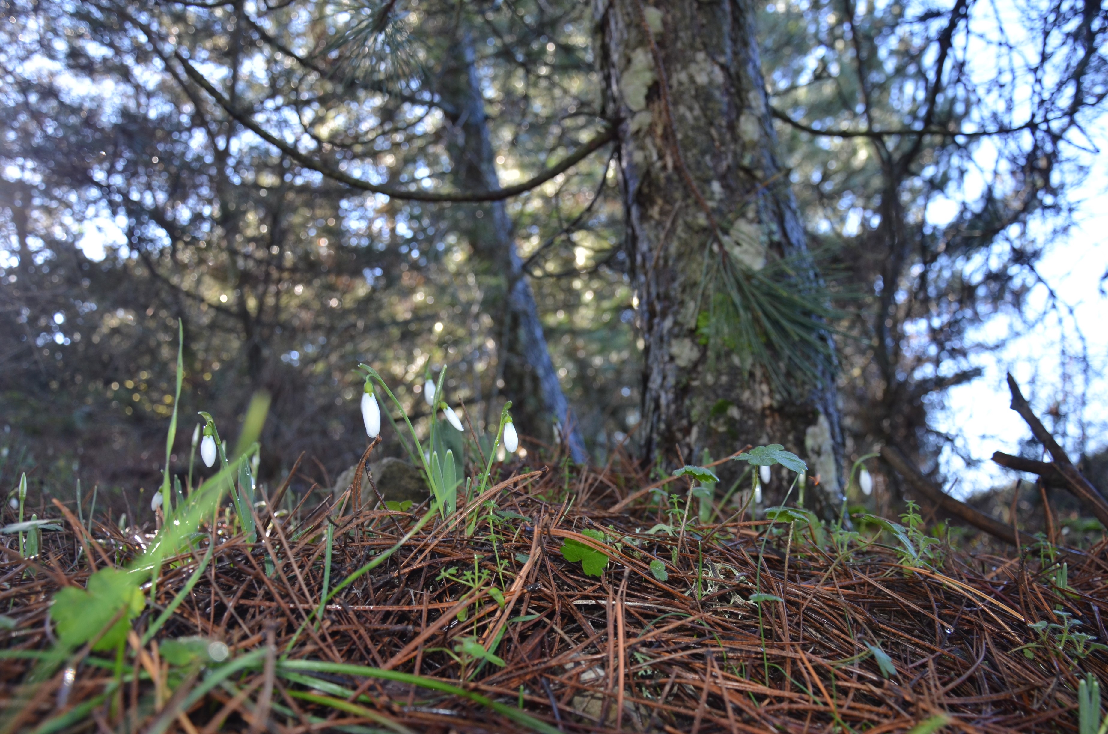 Bu Çiçeği Koparmanın Bedeli 700 Bin Lira (4)