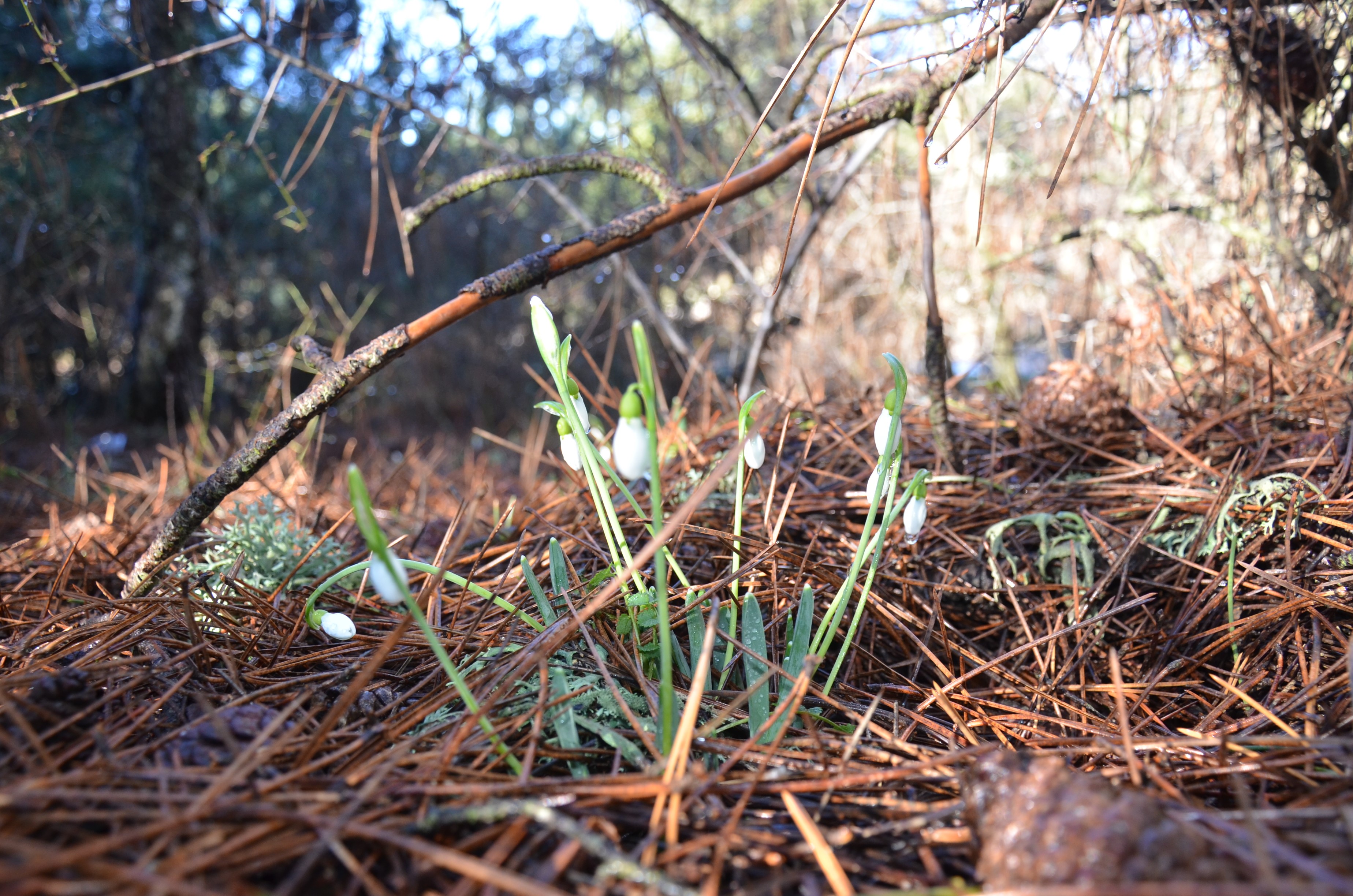 Bu Çiçeği Koparmanın Bedeli 700 Bin Lira (5)