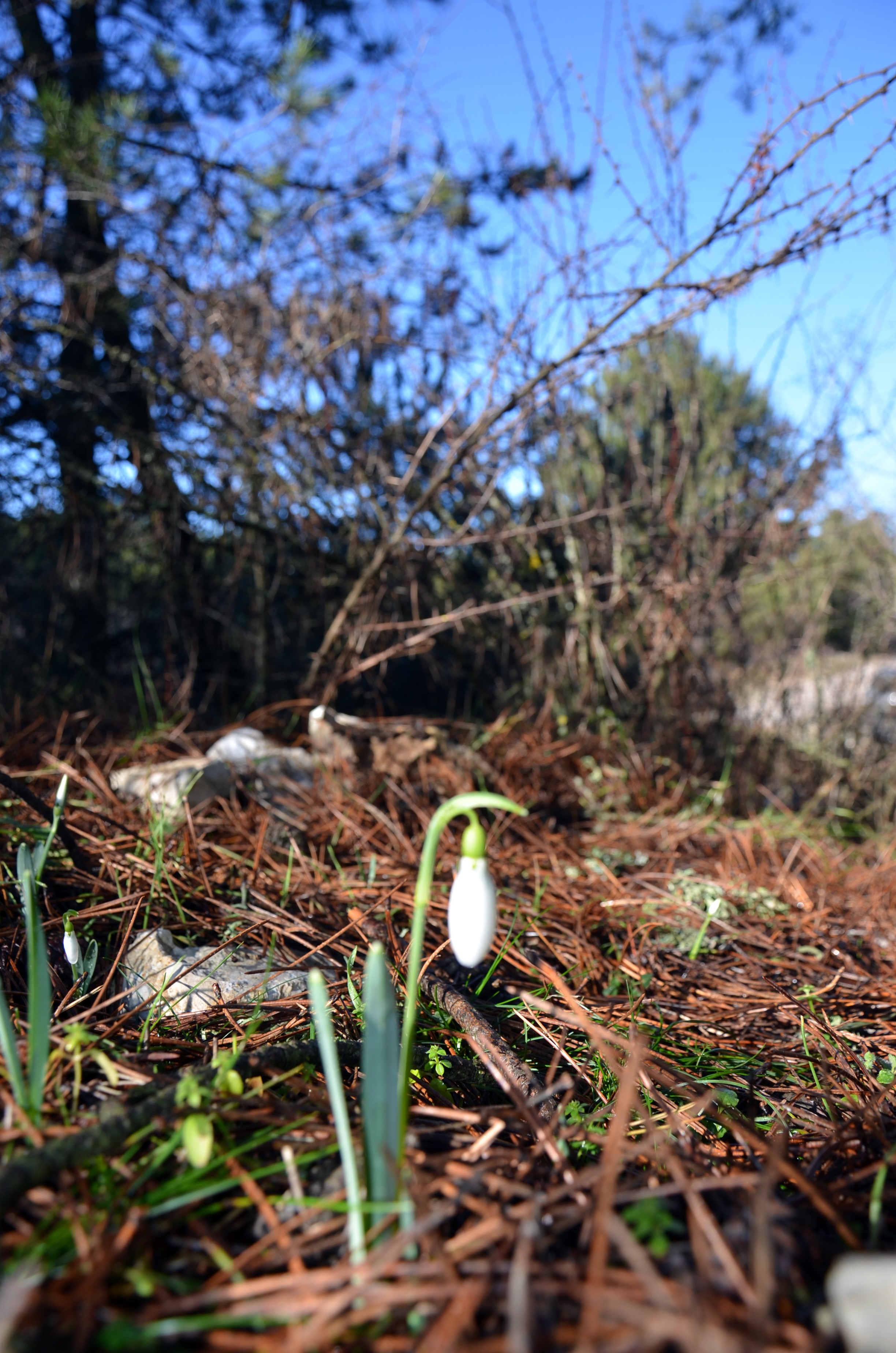 Bu Çiçeği Koparmanın Bedeli 700 Bin Lira (6)