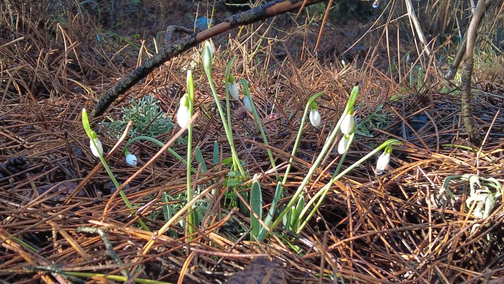 Bu Çiçeği Koparmanın Bedeli 700 Bin Lira (8)