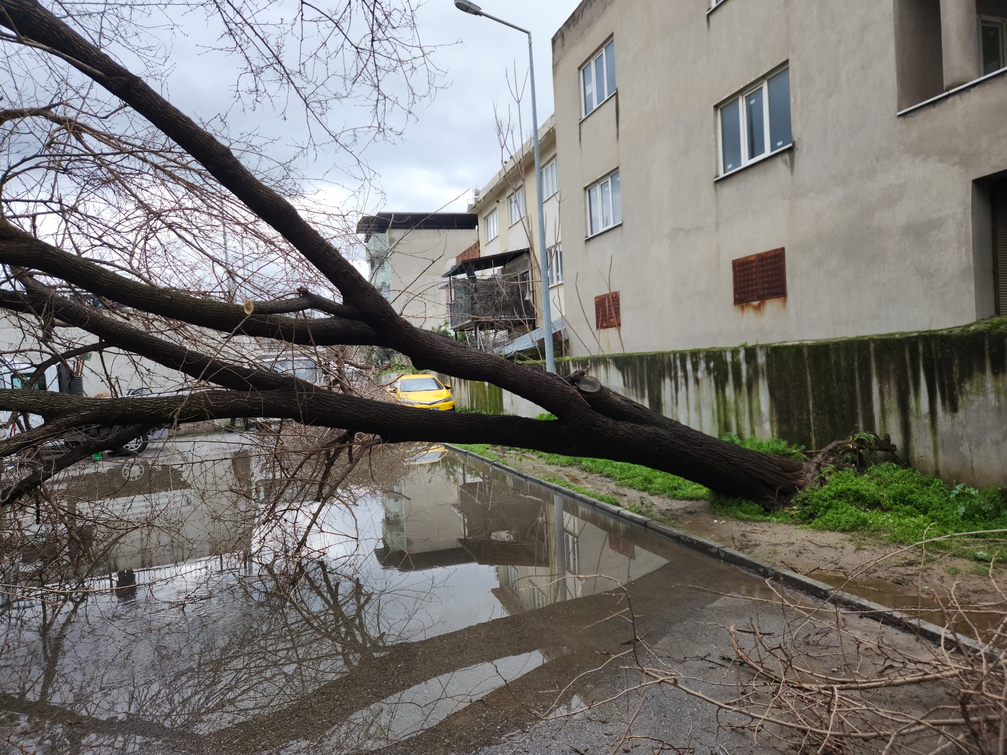 Çine’de Dut Ağacı Minibüsün Üstüne Devrildi (3)