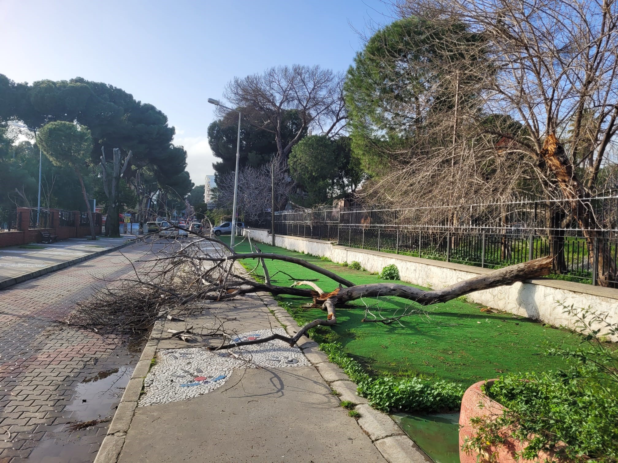 Efeler’de Ağaç Yola Devrildi (2)