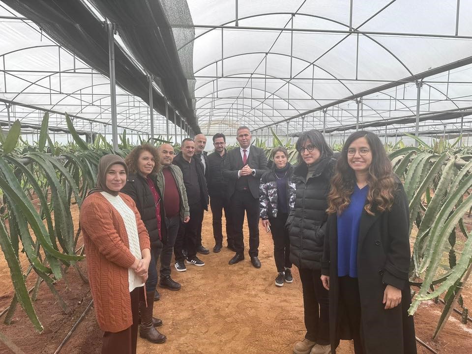 Efeler’de Pitaya Üretiliyor (2)