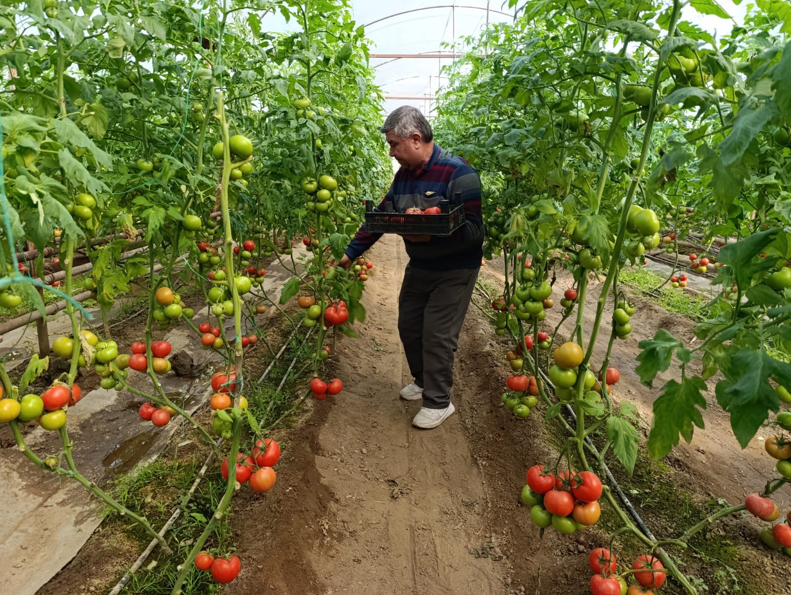 Eynal Domatesine Pazarlarda Büyük Ilgi (3)