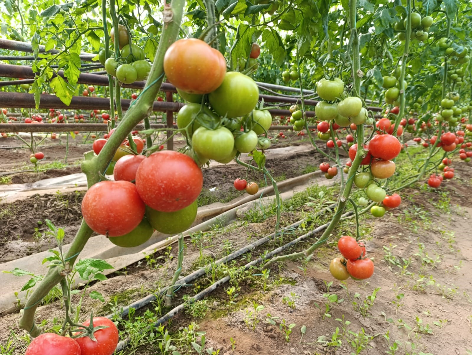 Eynal Domatesine Pazarlarda Büyük Ilgi (4)