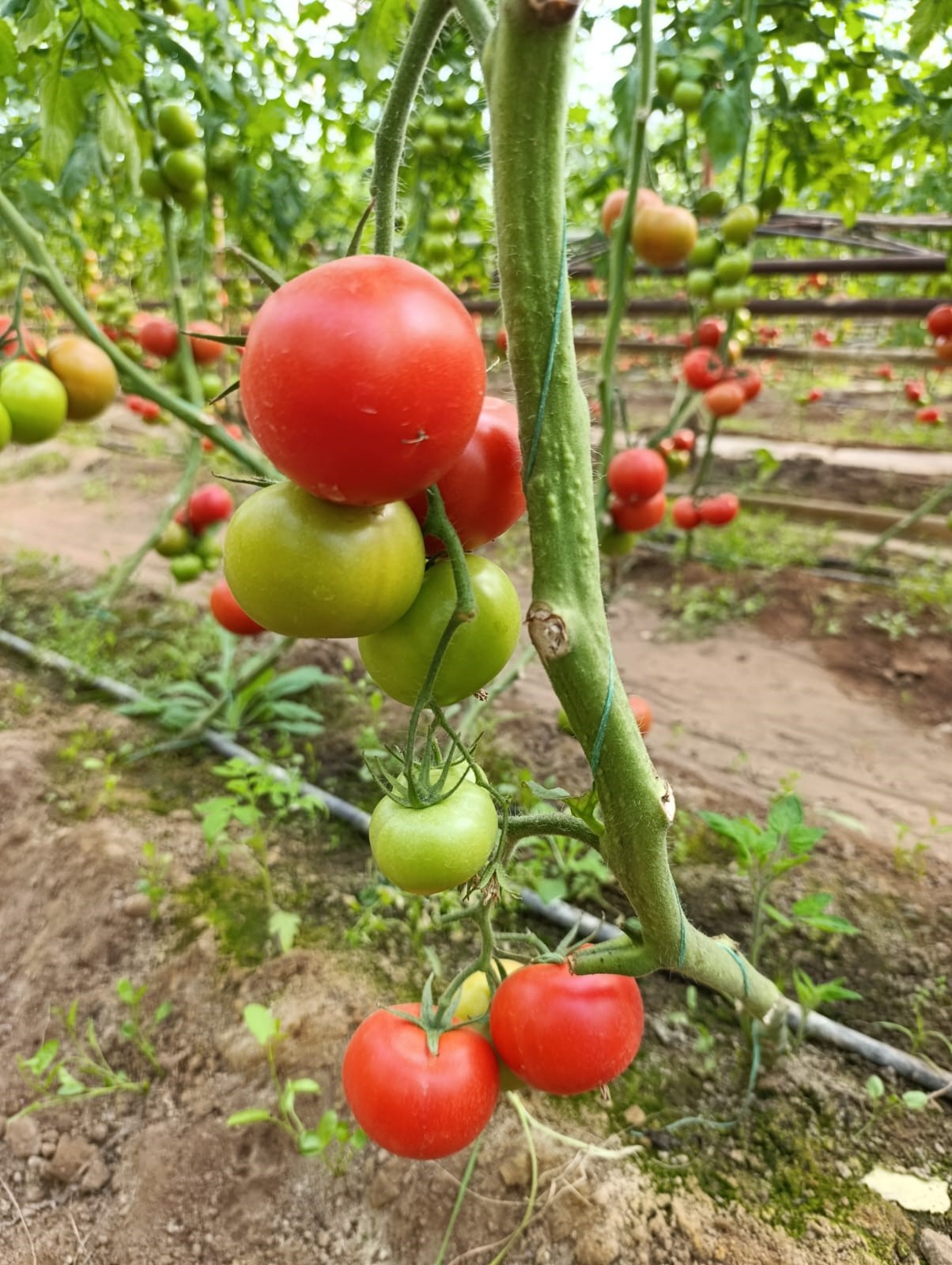 Eynal Domatesine Pazarlarda Büyük Ilgi (5)