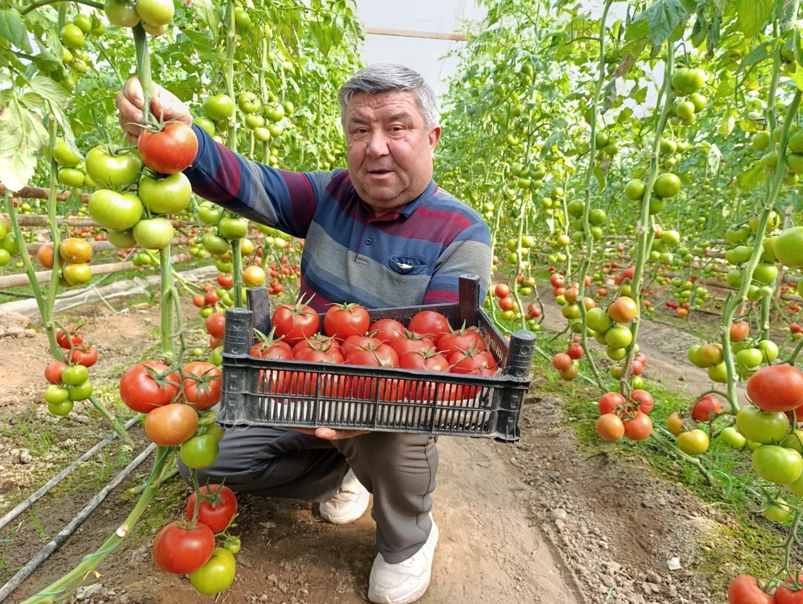 Eynal Domatesine Pazarlarda Büyük Ilgi (6)