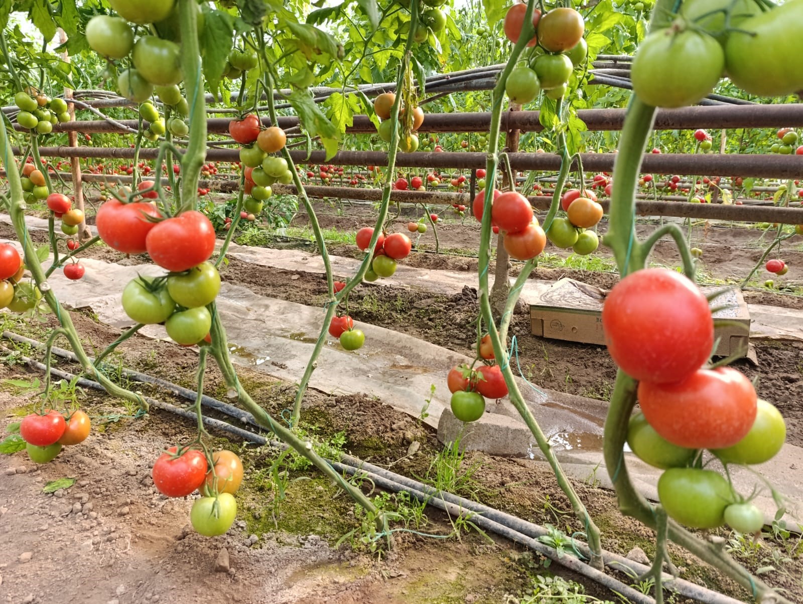 Eynal Domatesine Pazarlarda Büyük Ilgi (7)