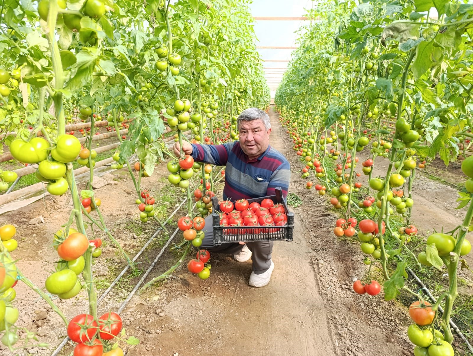 Eynal Domatesine Pazarlarda Büyük Ilgi (8)