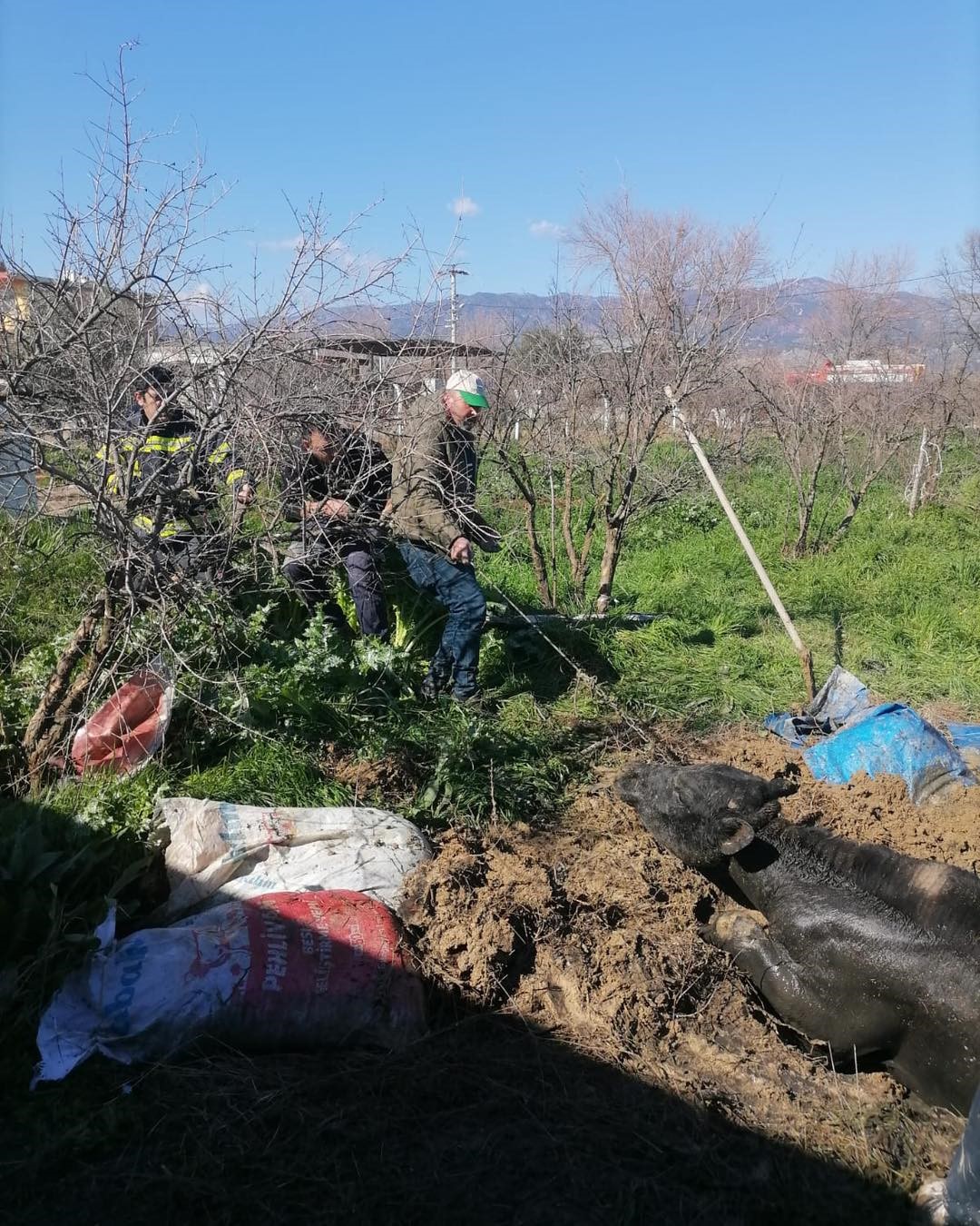 Foseptik Çukuruna Düştü (2)