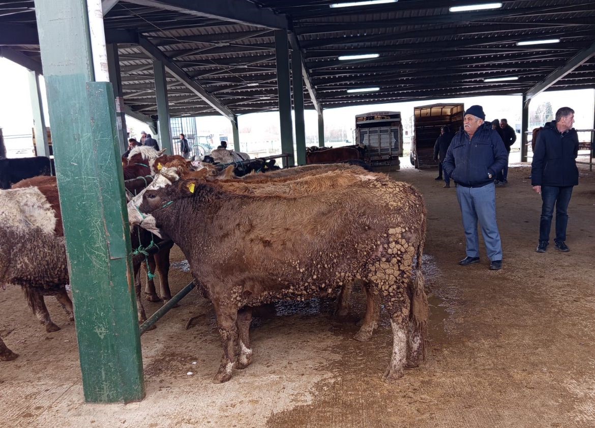 Hayvan Pazarında Hareketlilik Erken Başladı (2)