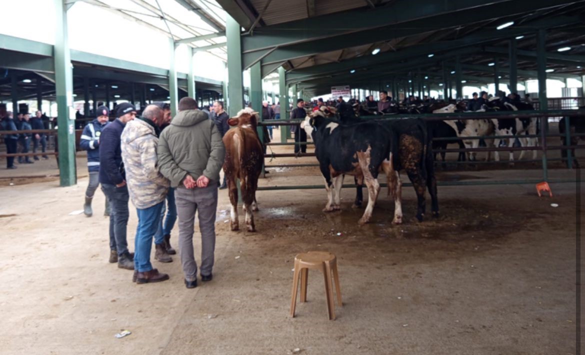 Hayvan Pazarında Hareketlilik Erken Başladı (4)