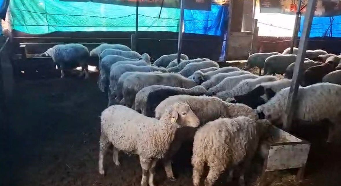 Hobi Olarak 4 Koyunla Başlayan Kardeşler 600 Hayvan Sayısına Ulaştı (3)