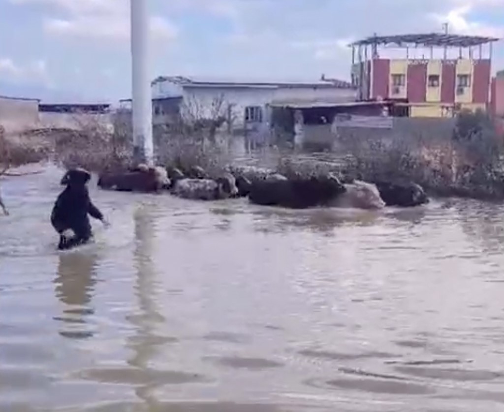 İnekler Selde Mahsur Kaldı (3)