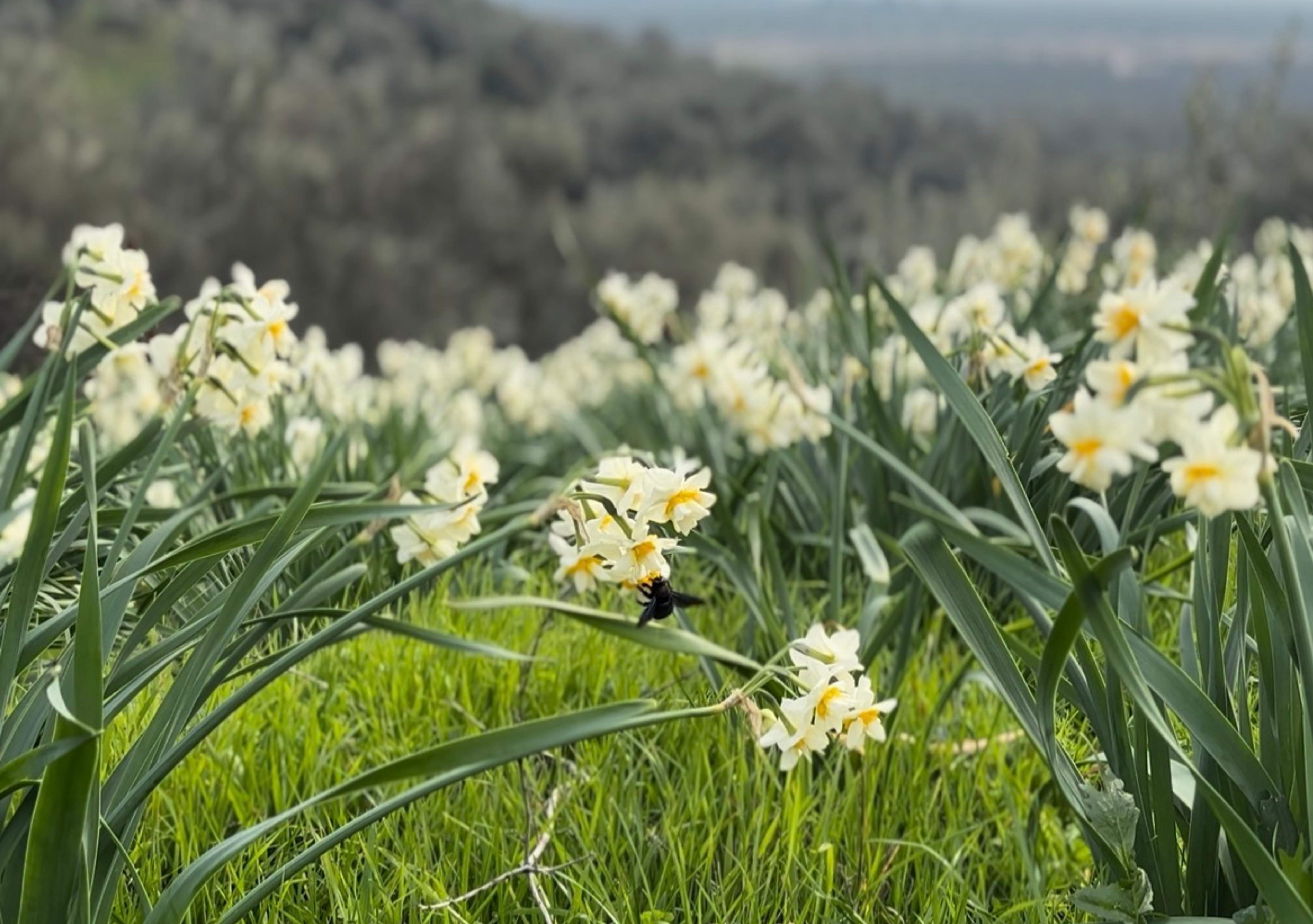 Mis Kokulu Nergisin Yeni Faydaları Ortaya Çıktı (5)