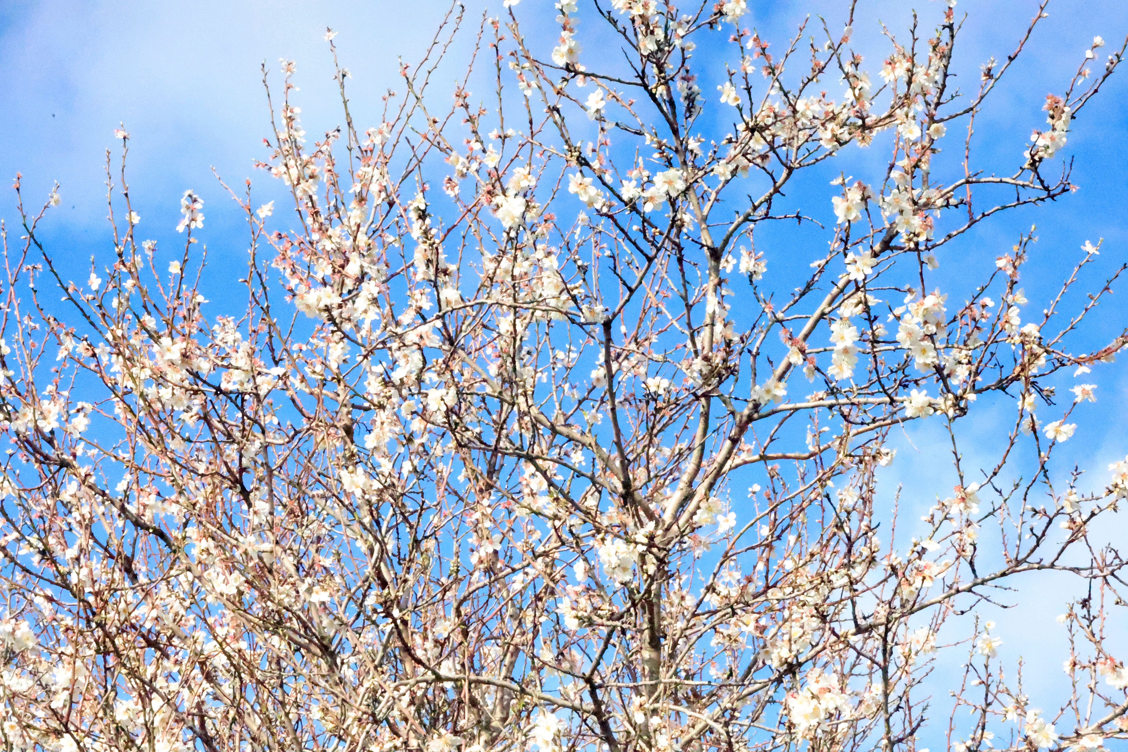 Muğla’da Kış Ve Bahar Aynı Karede (1)