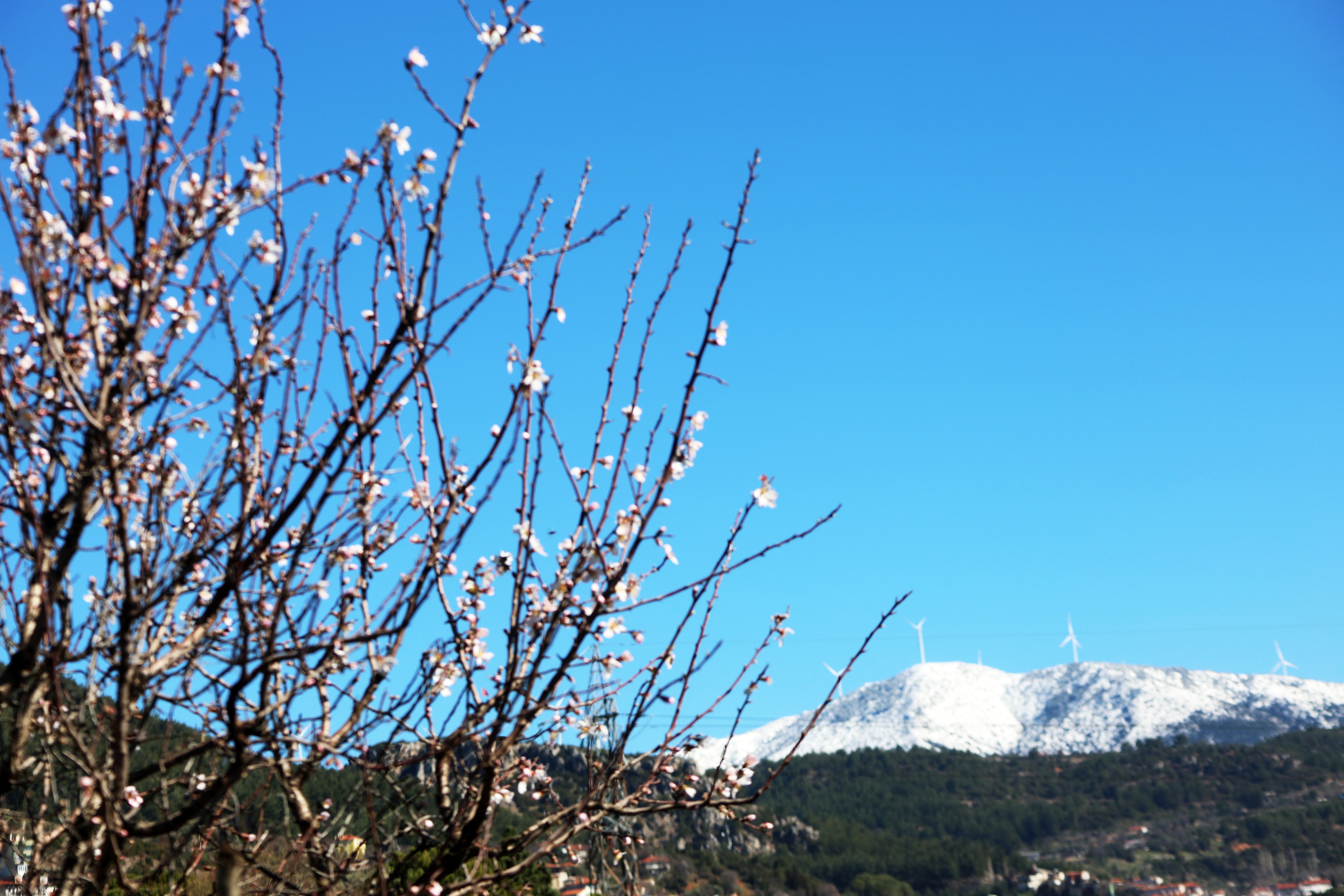 Muğla’da Kış Ve Bahar Aynı Karede (3)