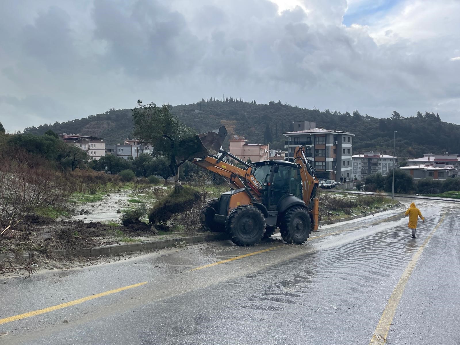 Söke’de Dağdan Kopan Zeytin Ağacı Yolun Ortasına Geldi (3)