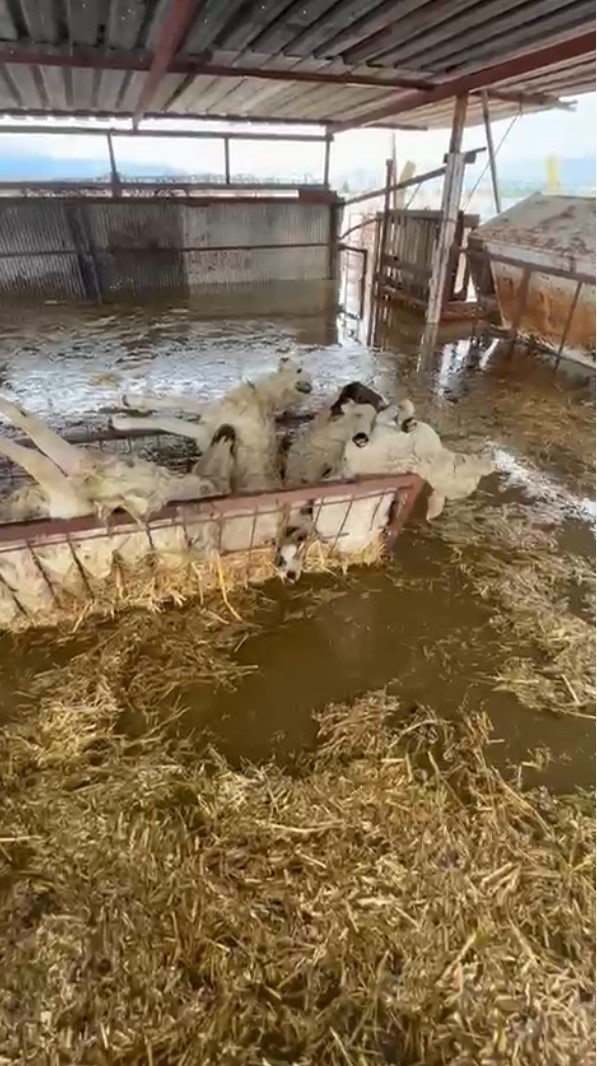 Söke’de Su Basan Ahırdaki Koyunlar Boğularak Telef Oldu (1)