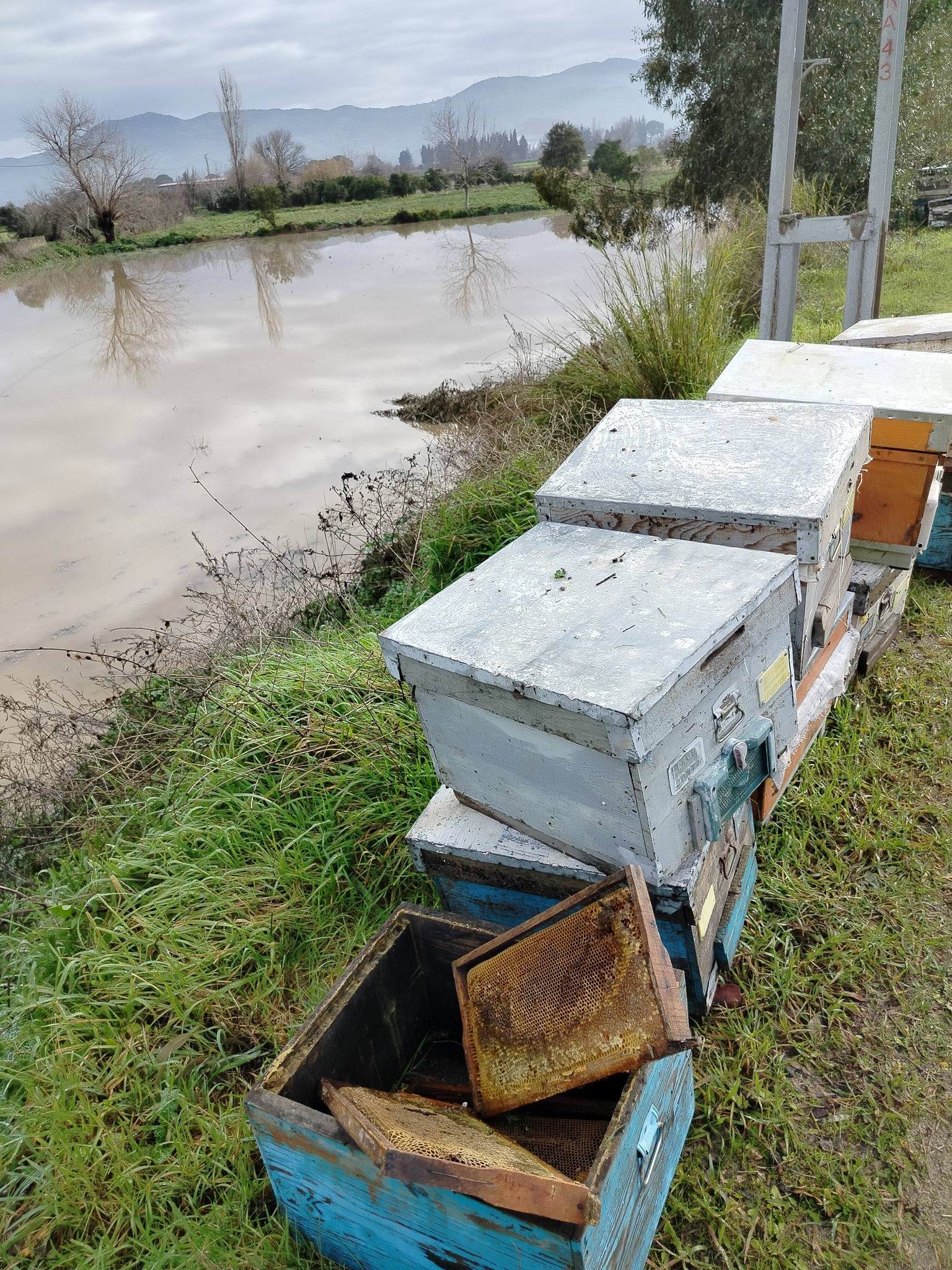 Söke’de Tarım Alanlarını Yağış Vurdu (4)
