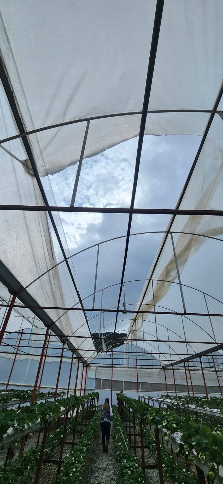 Söke’de Tarım Alanlarını Yağış Vurdu (8)