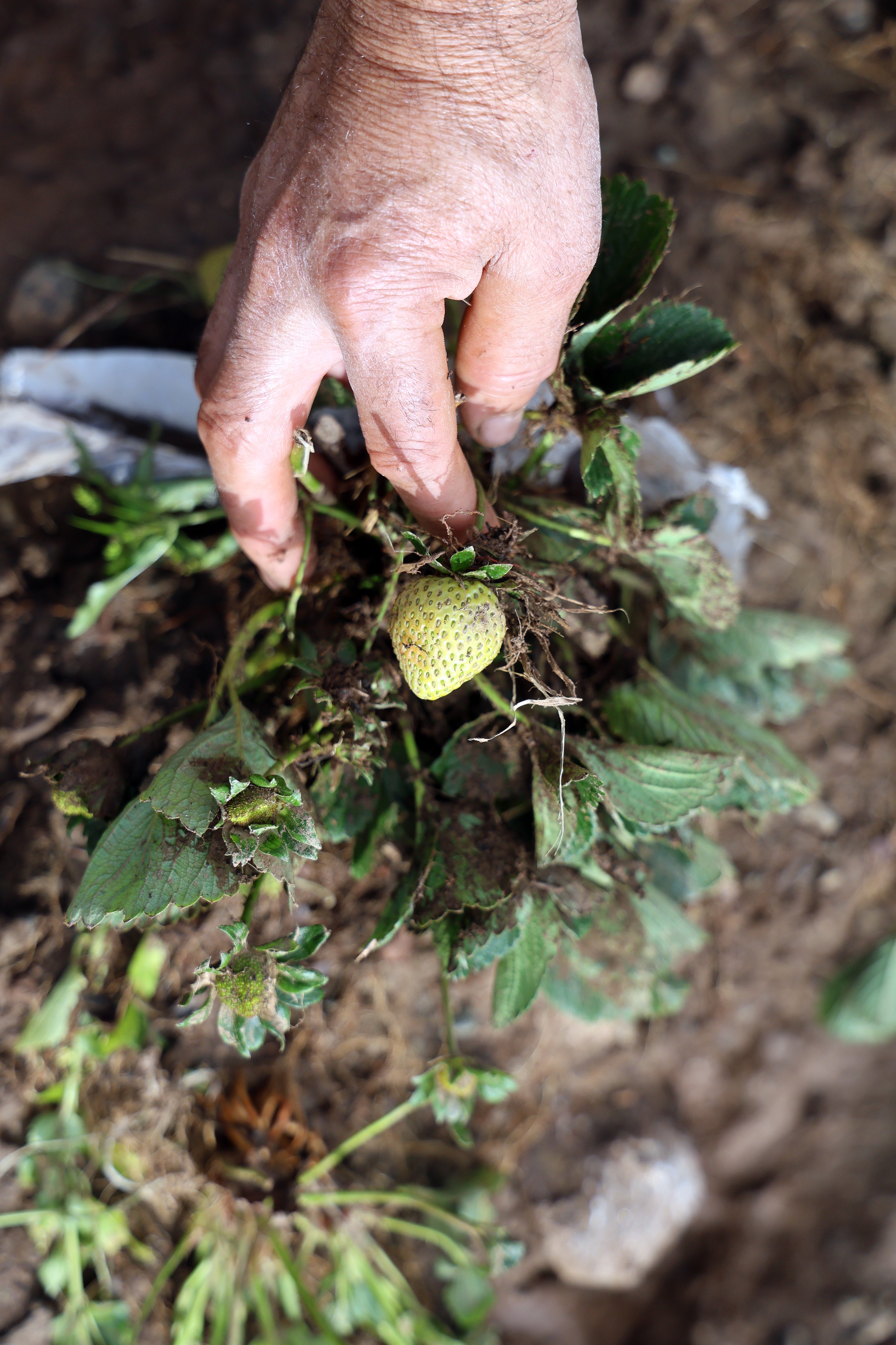 Tüm Birikimlerini 1 Saatte Kaybettiler (6)