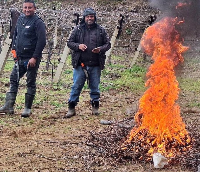 Üzüm Bağlarında Zorlu Mesai Başladı (3)