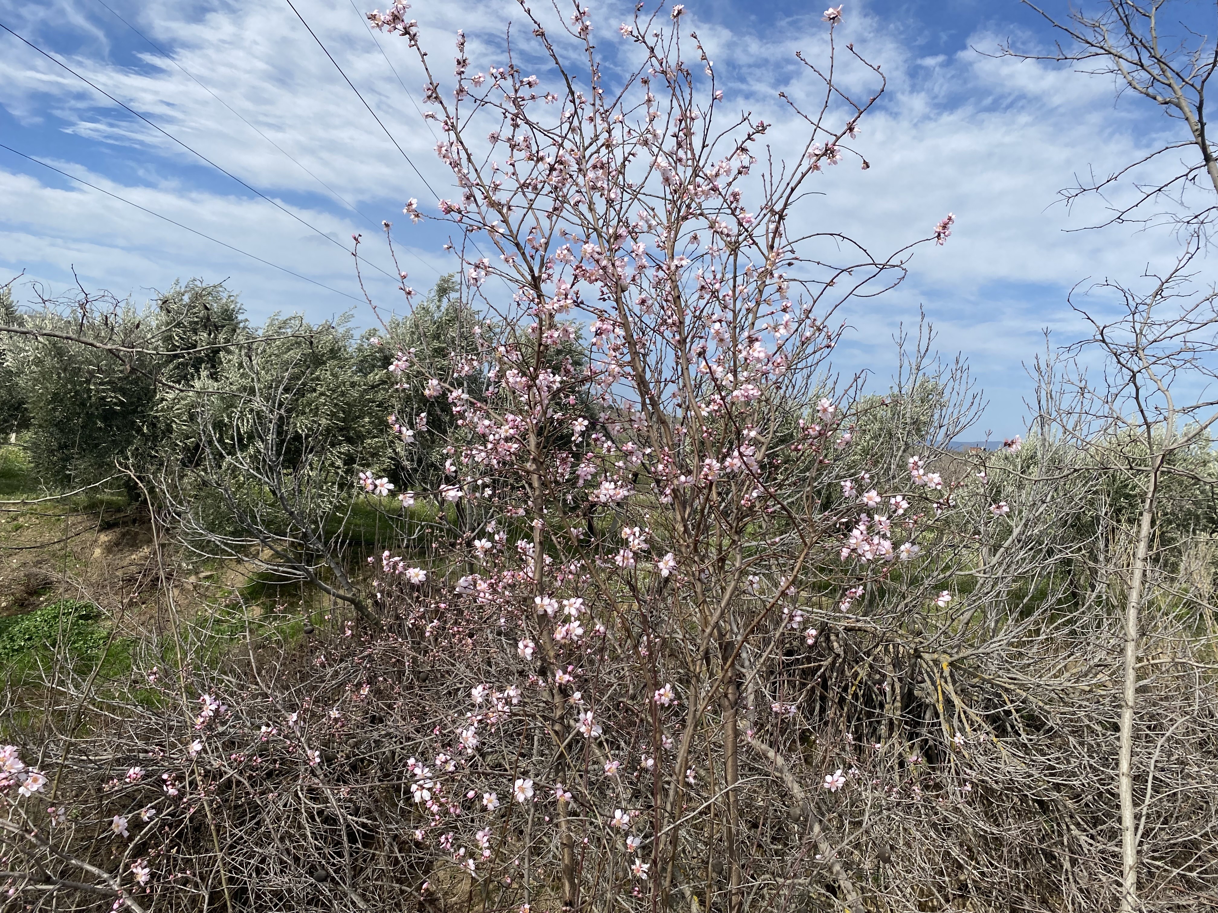 Yalancı Bahar Aldattı, Badem Ağaçları Çiçek Açtı (4)