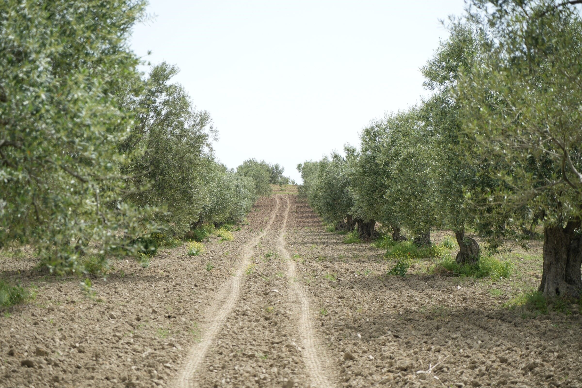 Zeytinde Risk Arttı (2)