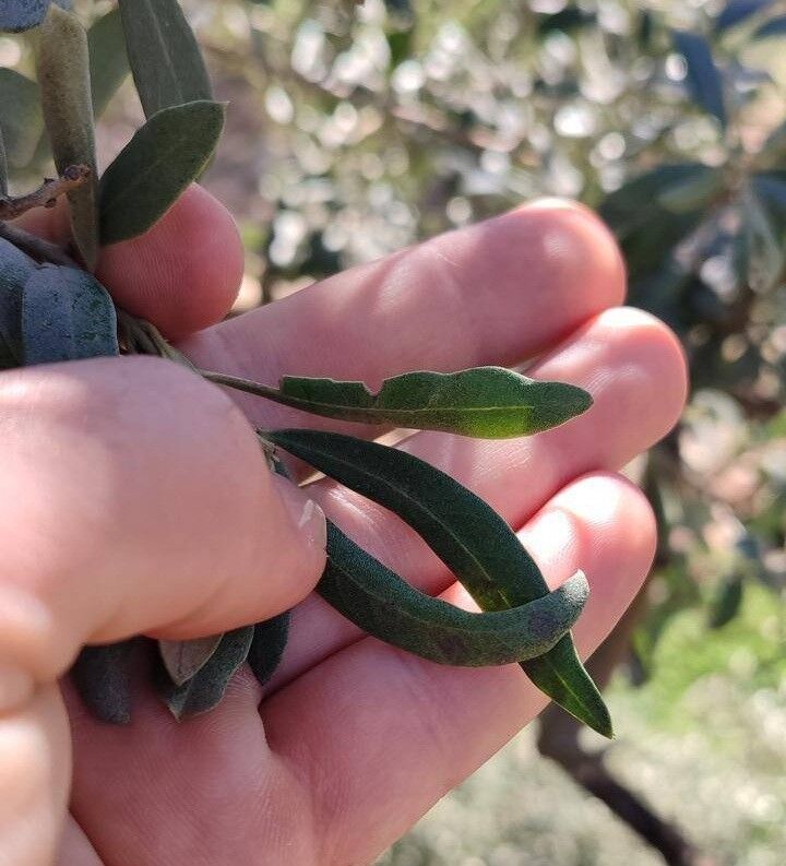 Zeytinde Risk Arttı (3)