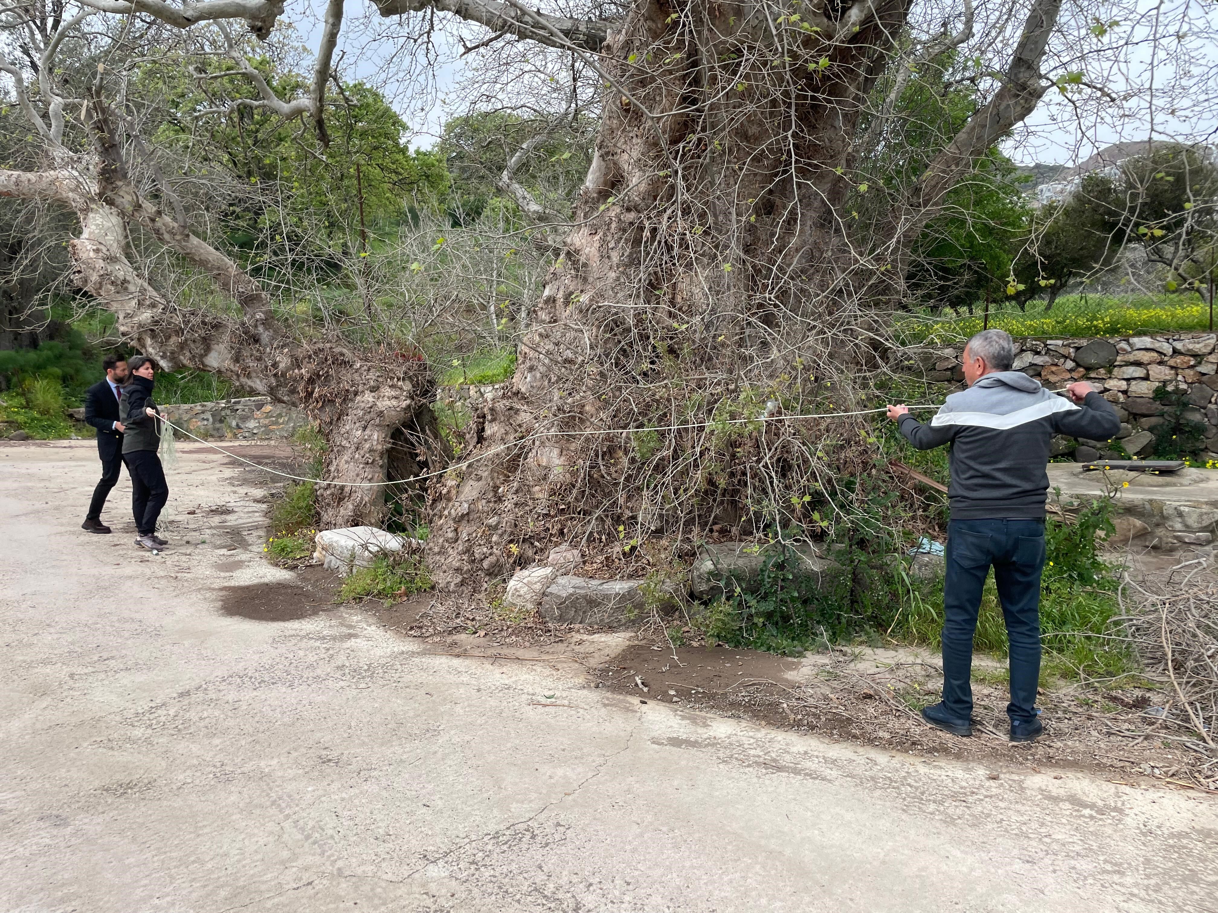 2 Bin Yıllık Dev Çınar Keşfedildi (2)