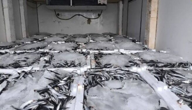 Aydın’da 290 Kasa Balığa El Kondu (2)