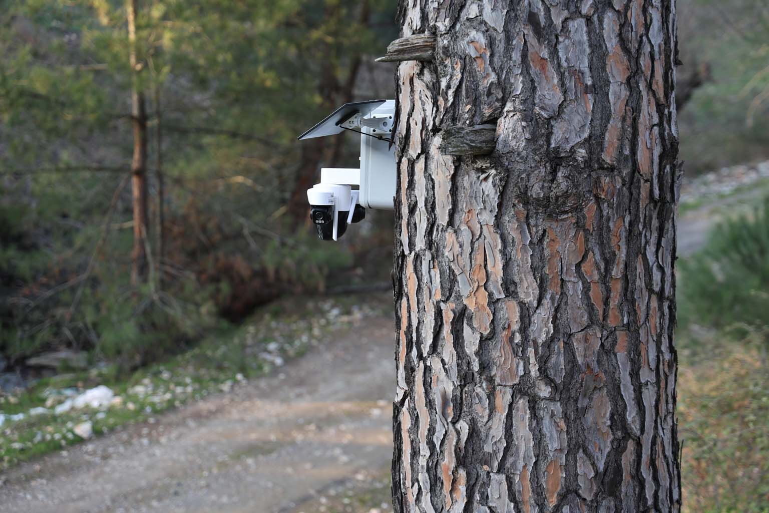 Aydın’da Altın Değerindeki Ürüne Kameralı Önlem (4)