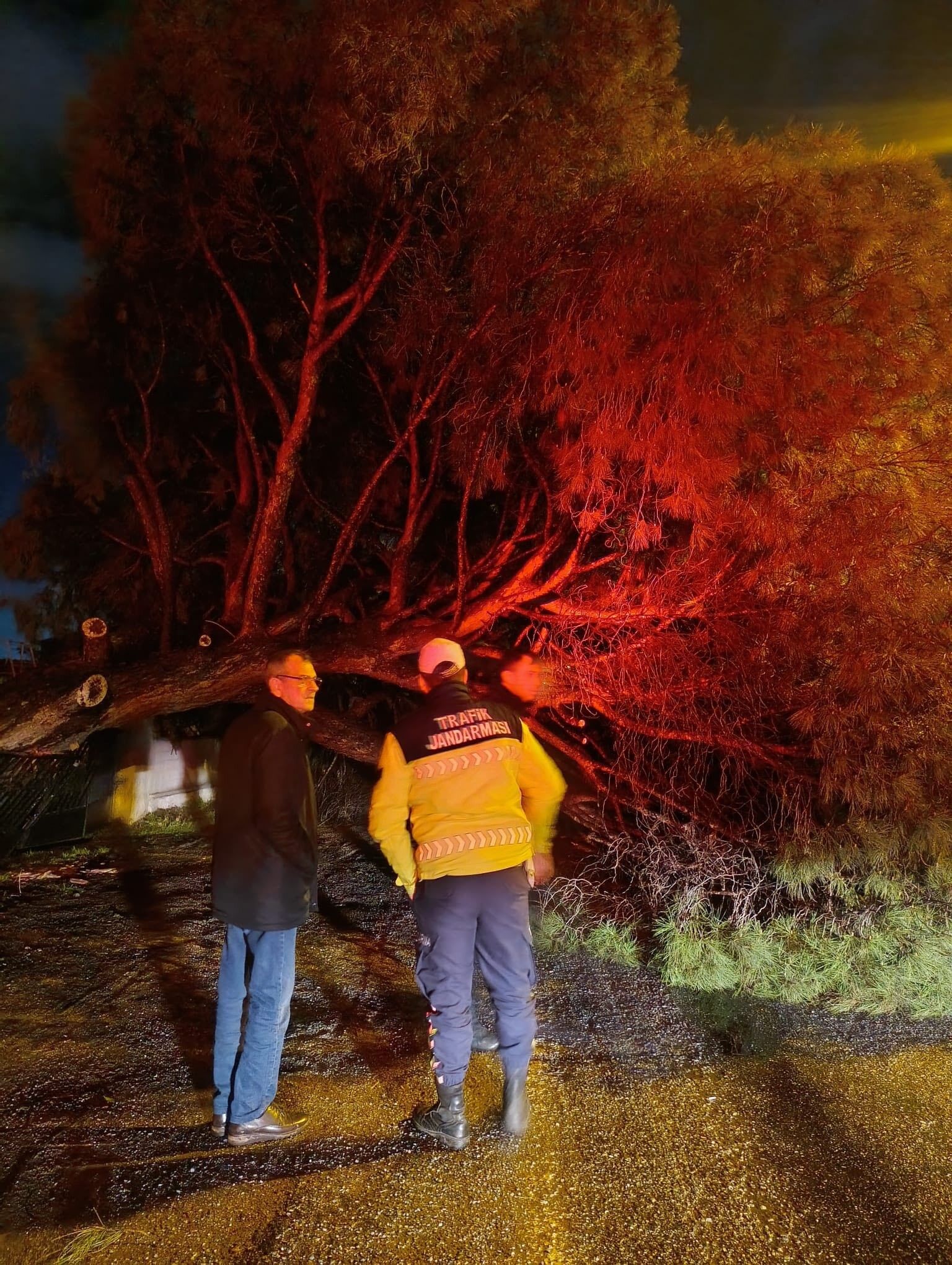 Aydın’da Çam Devrildi-1