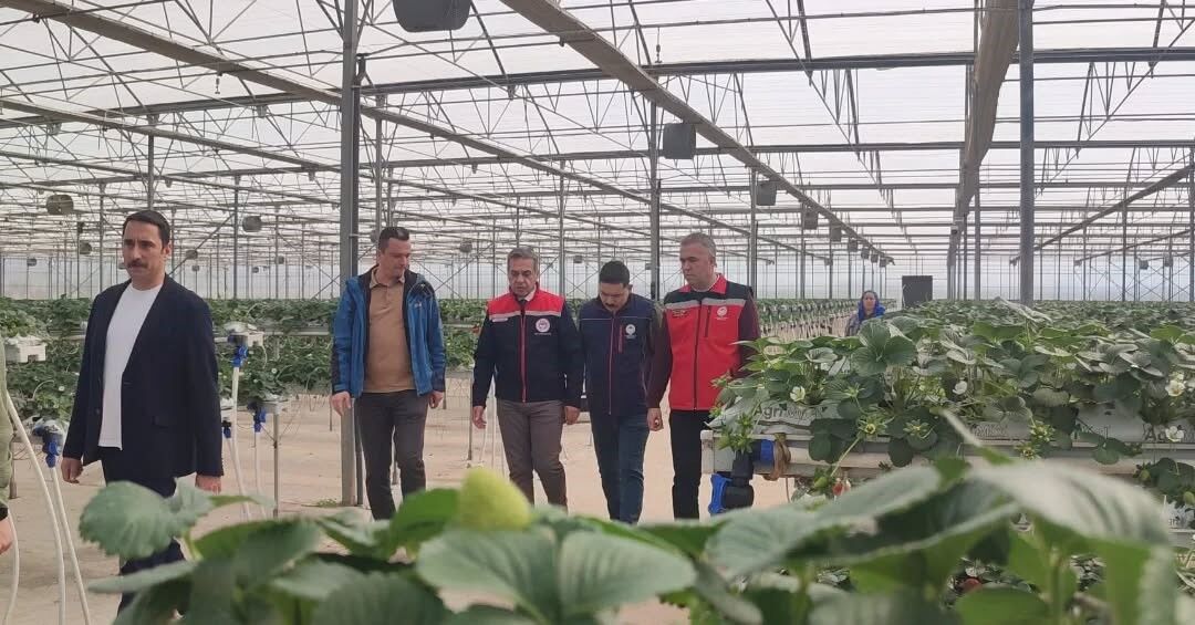 Aydın’da Çilek Hasadı Başladı (1)