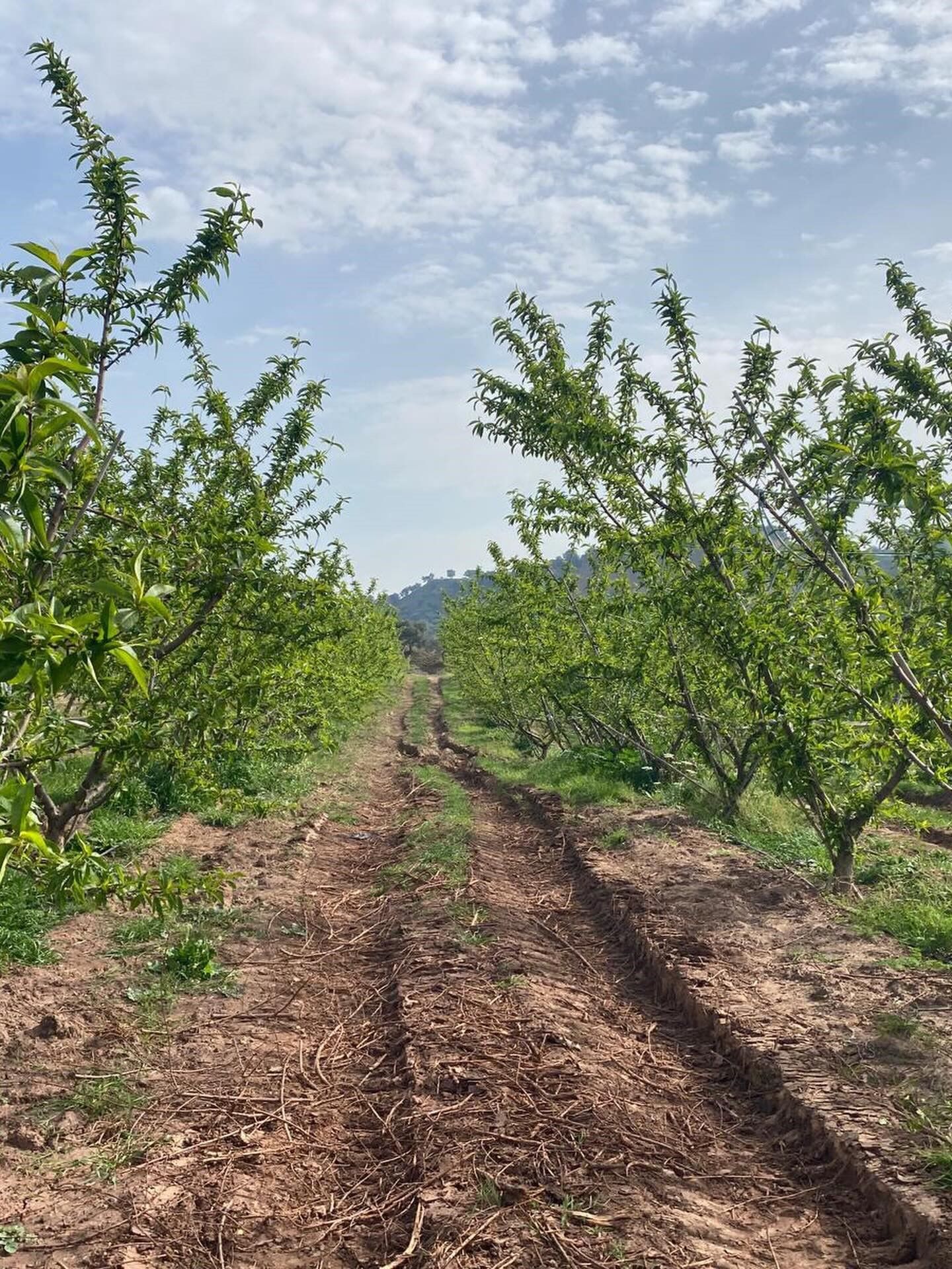 Aydın’da Meyve Bahçelerine Yakın Takip (4)