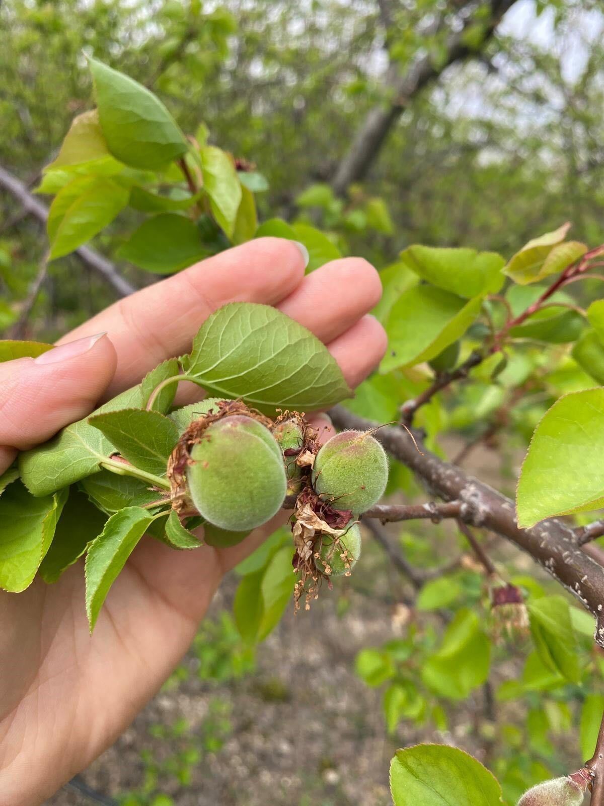 Aydın’da Meyve Bahçelerine Yakın Takip (5)