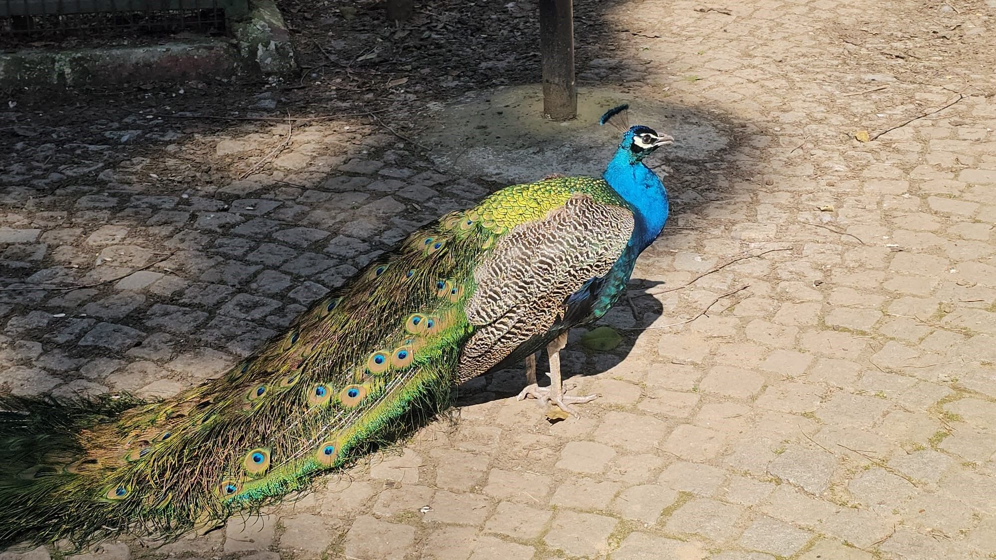 Aydın’da Otobüsün Bagajından Çıkan Tavus Kuşları Hayvanat Bahçesine Teslim Edildi (2)