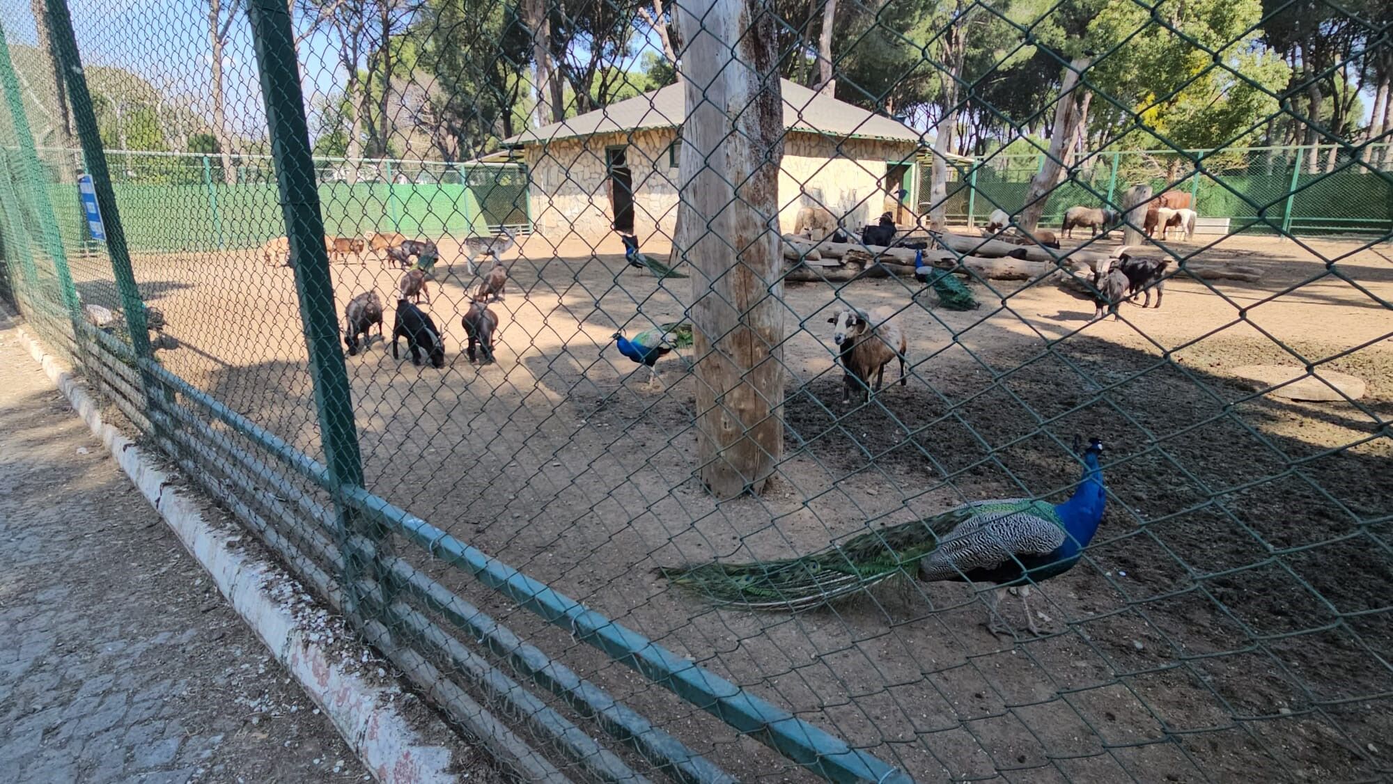 Aydın’da Otobüsün Bagajından Çıkan Tavus Kuşları Hayvanat Bahçesine Teslim Edildi (5)