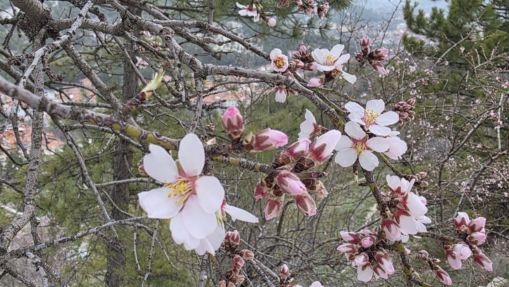 Badem Ağaçları Çiçek Açtı (2)-1