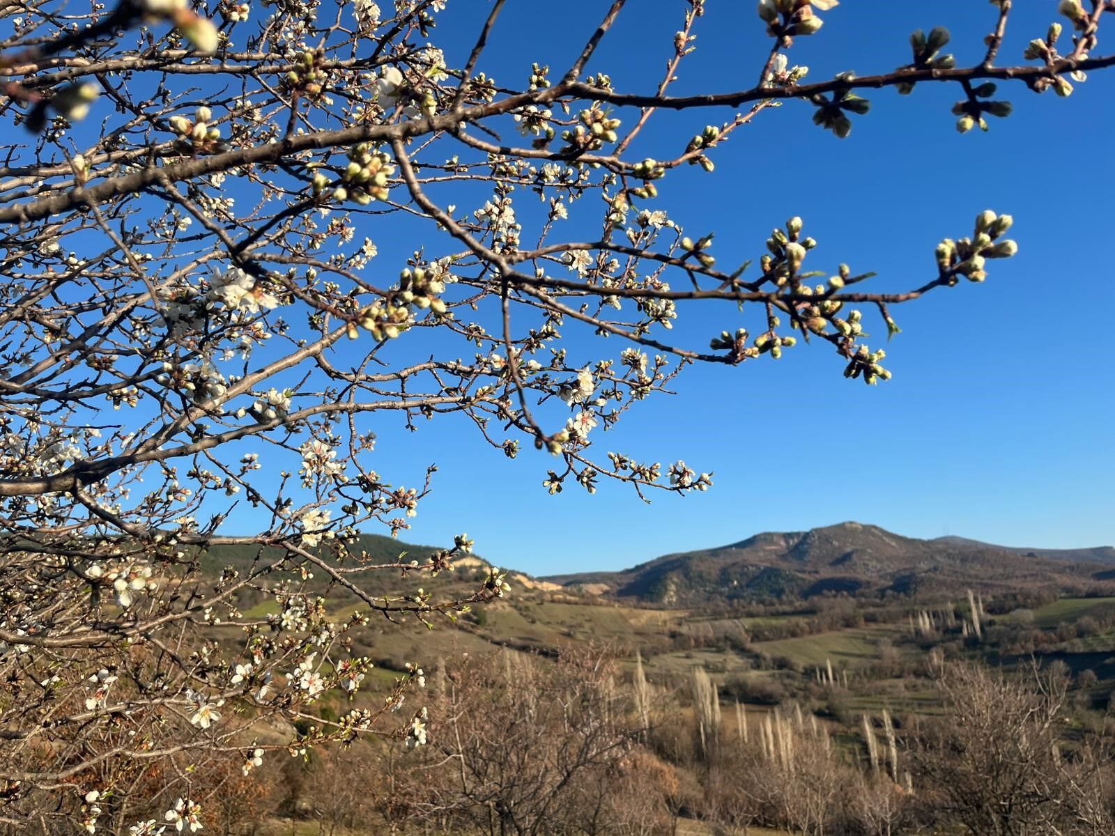 Badem Ağaçları Çiçek Açtı (2)