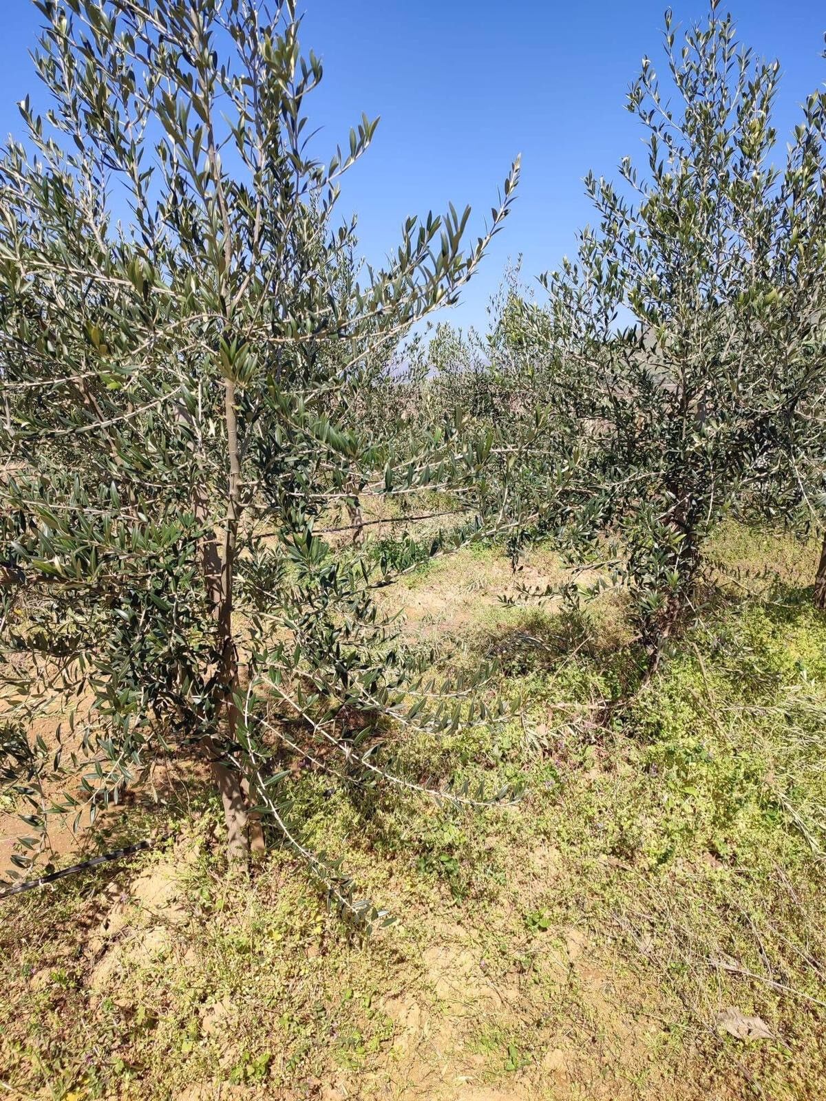 Bodur Zeytin Dönemi Başladı (2)