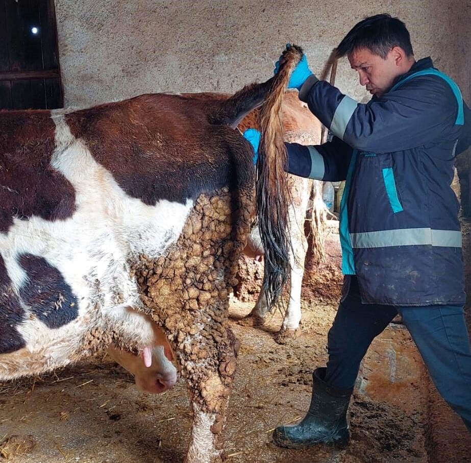 Büyükbaş Hayvanlardan Kan Numunesi Alındı İnceleme Başlatıldı (1)