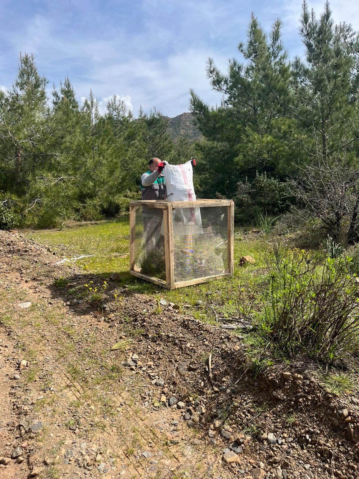 Çam Kese Böceğine Karşı Mücadele Başladı (4)