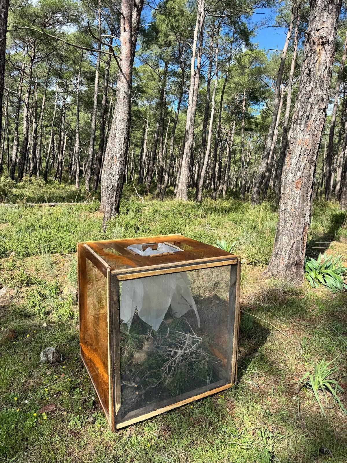 Çam Kese Böceğine Karşı Mücadele Başladı (6)