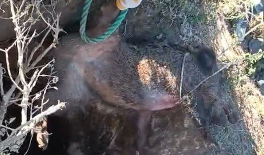 Çukurdan Yaban Domuzu Çıktı (3)