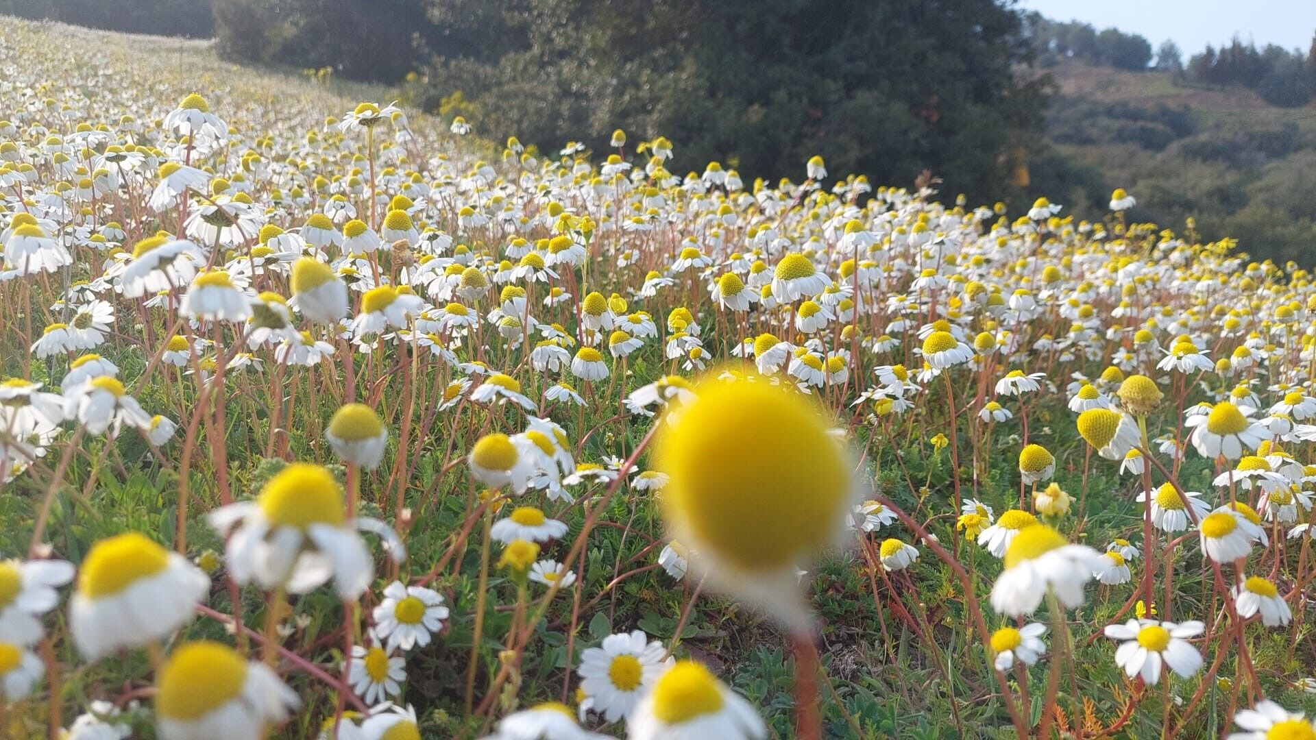 Dağlar Çiçek Açtı, Üretici Umutlandı (5)