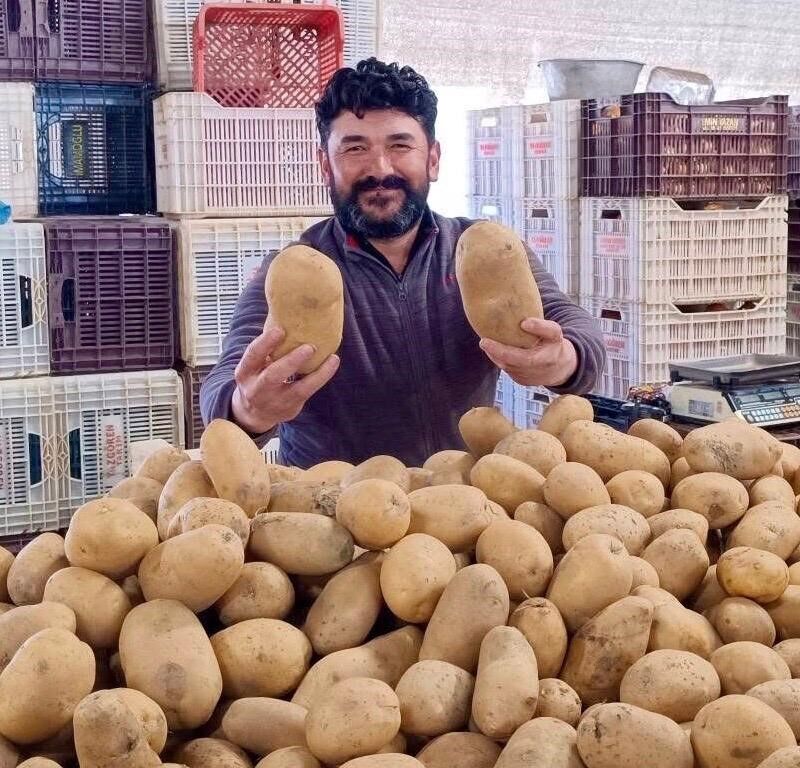 Dev Patatesler Pazarın Ilgi Odağı Oldu (2)